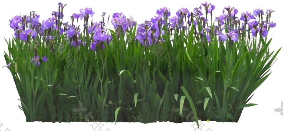 漂亮紫色小花png元素