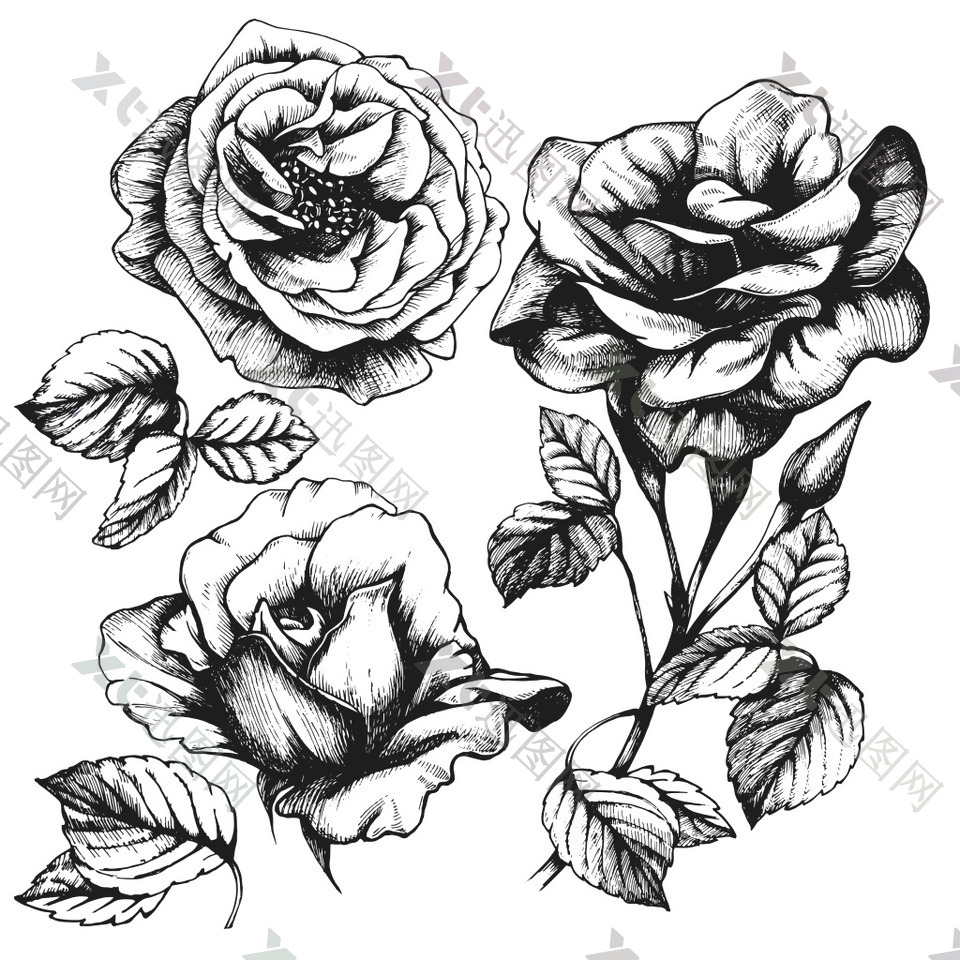 黑白手绘时尚玫瑰花插画
