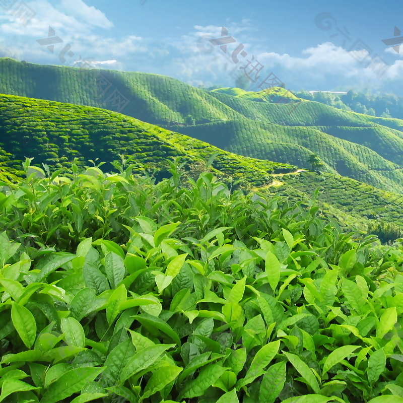 绿色茶山主图背景设计