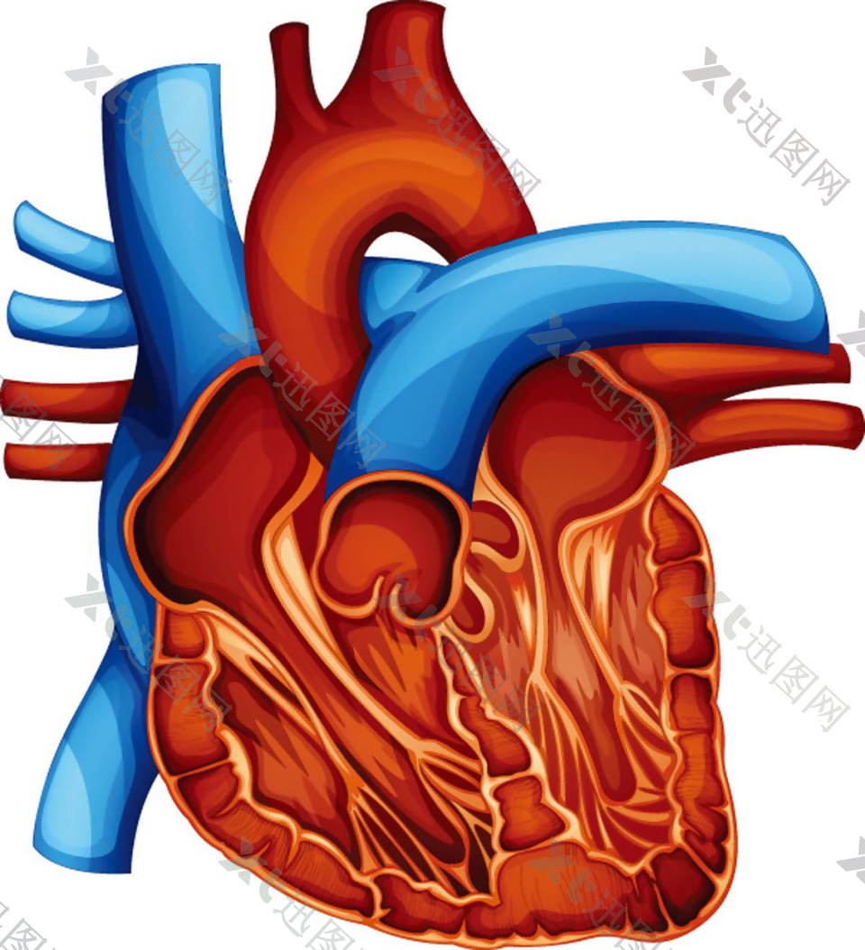 人体心脏器官设计矢量素材,