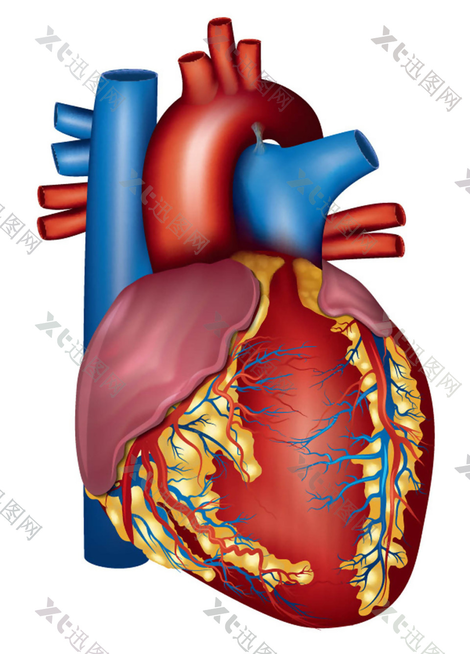 人体心脏器官设计