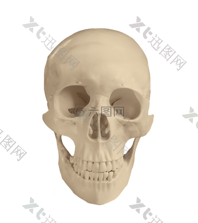 头骨,解剖,骨骼