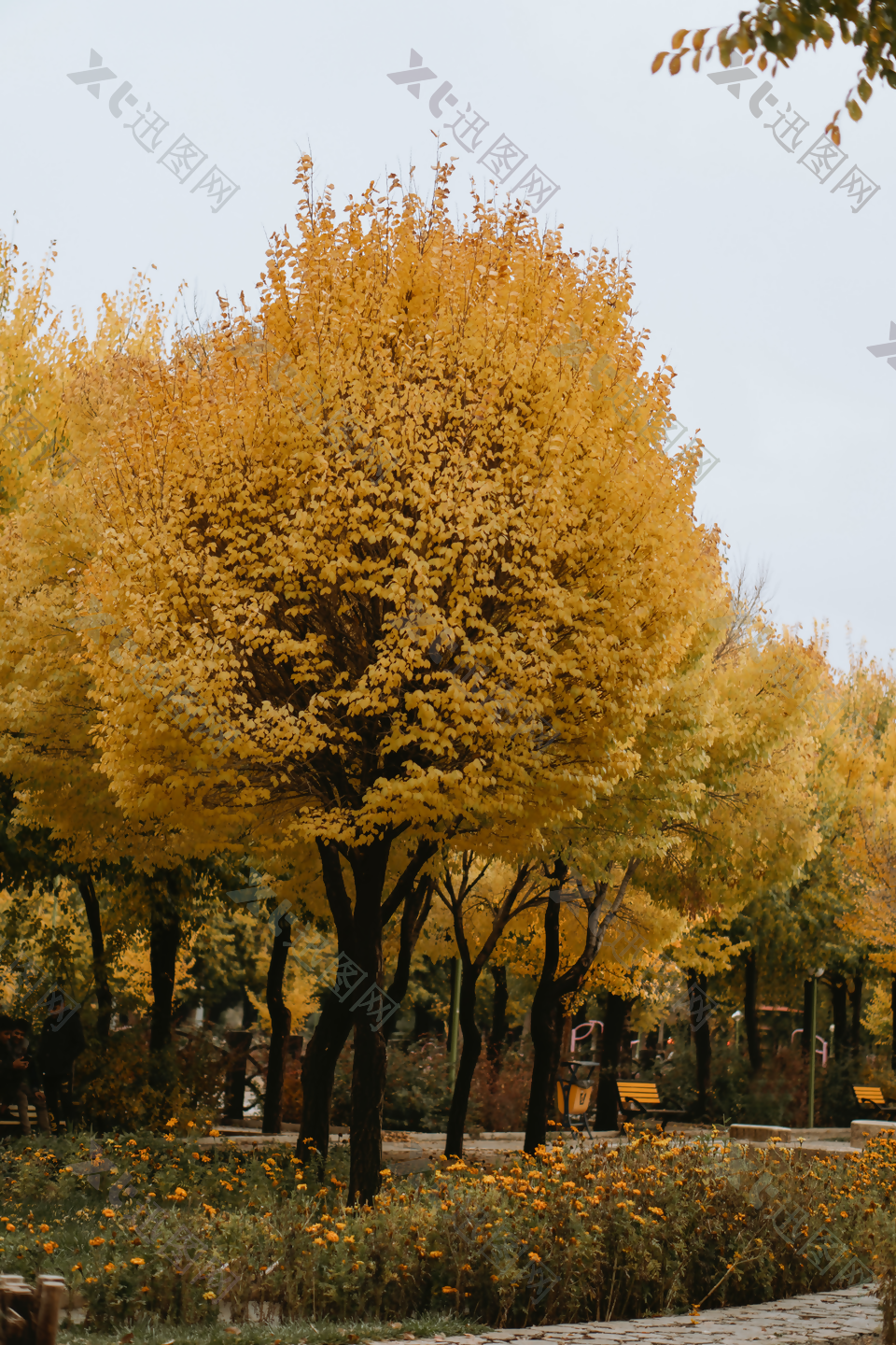 秋天 枫树