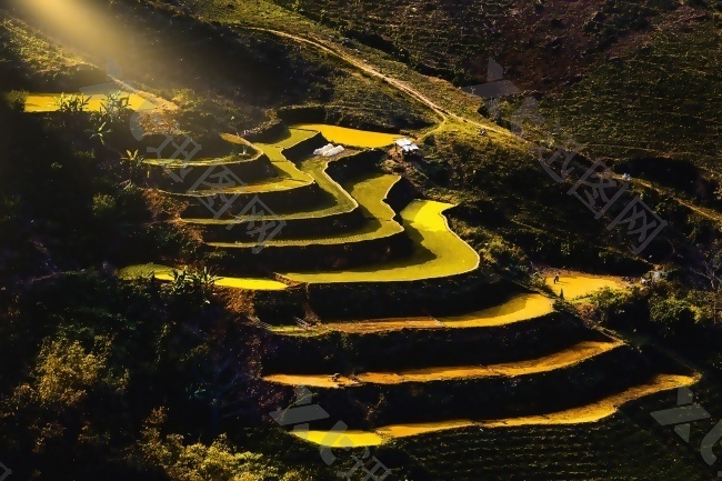 高山水稻梯田景观