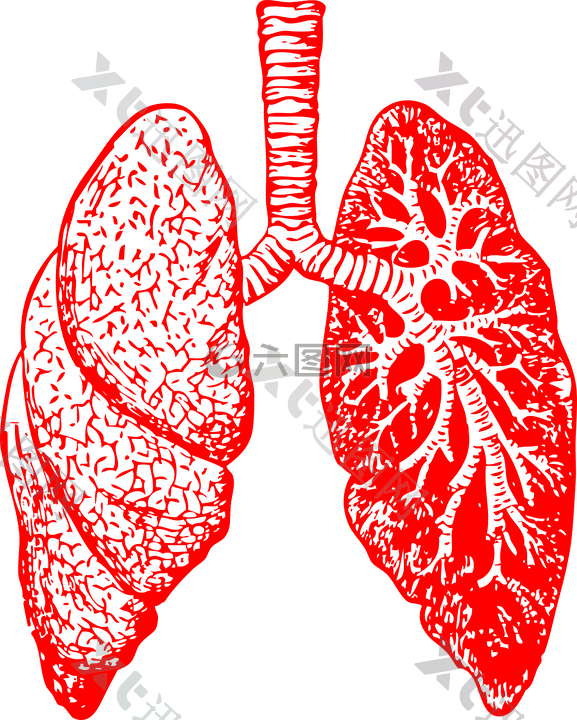 肺,解剖,呼吸