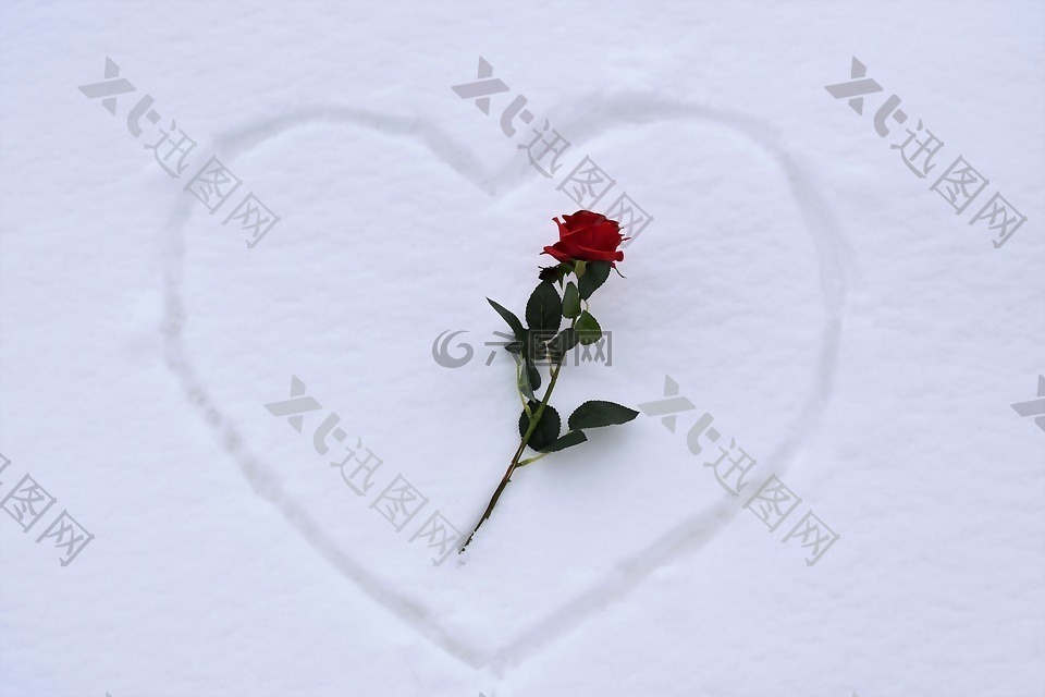 心脏在雪,红玫瑰,爱情符号