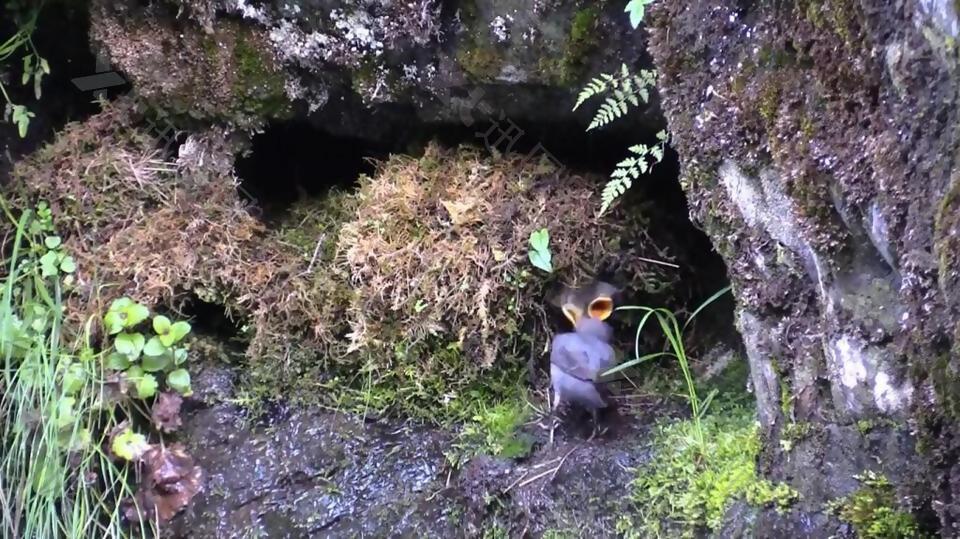 实拍石洞里给小鸟喂食的视频素材