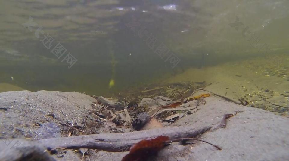 实拍海底游动的鸭子视频素材