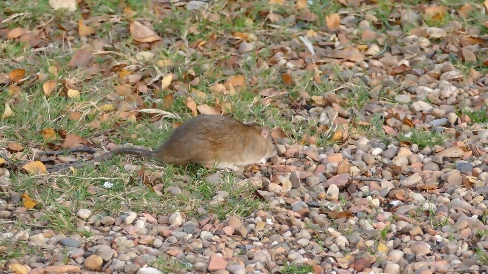 实拍草地上寻找食物的小老鼠视频素材