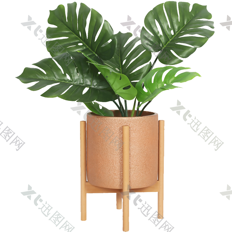 绿植盆栽龟背叶植物