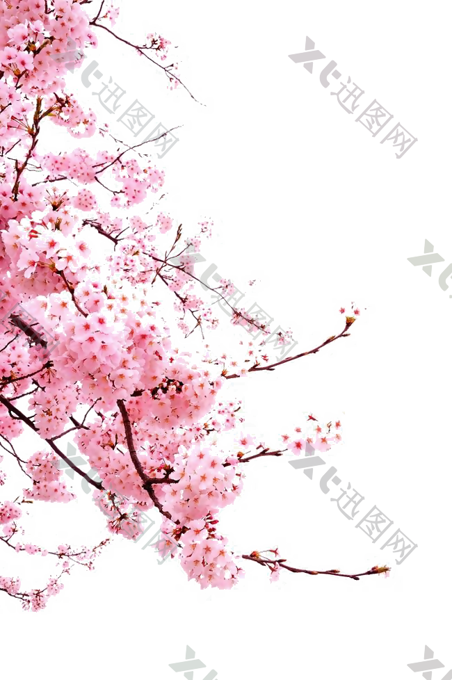 花设计素材 png 透明 素材