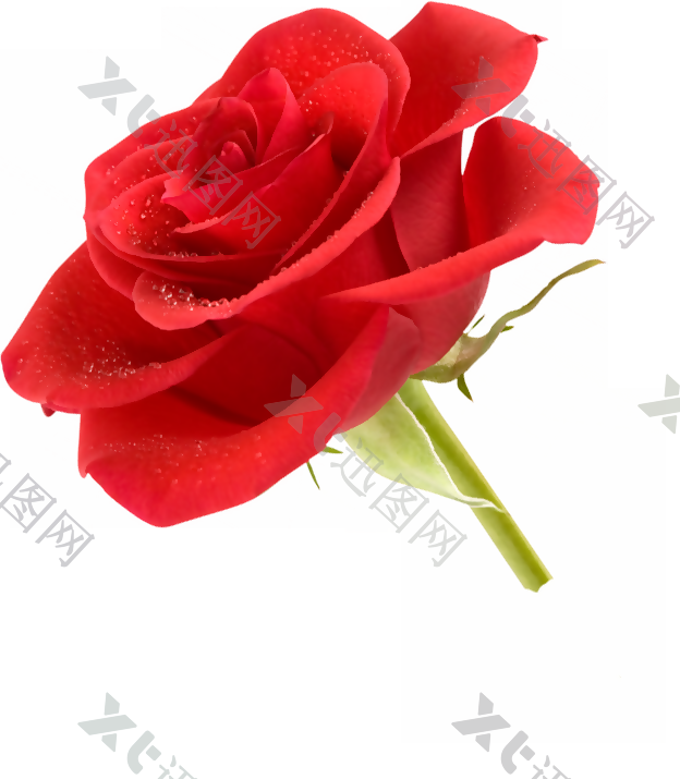 花 设计素材 png 透明 素材