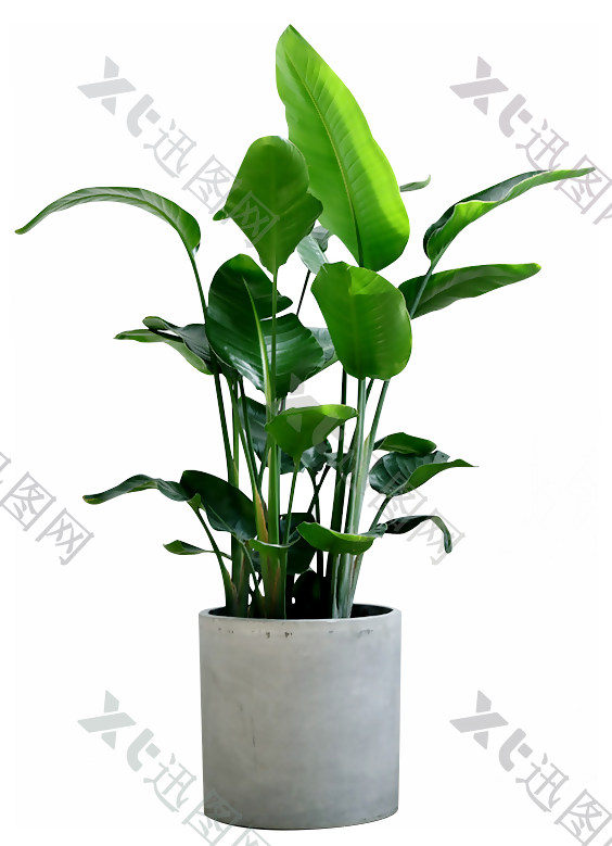 装饰植物