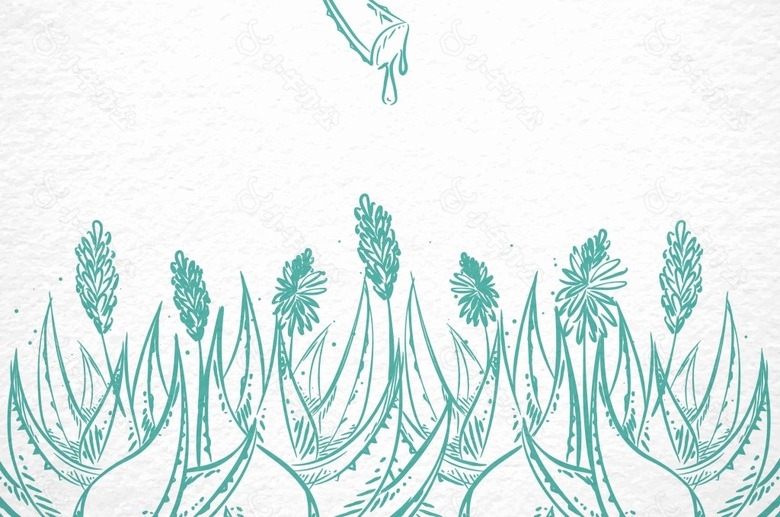 手绘芦荟插画