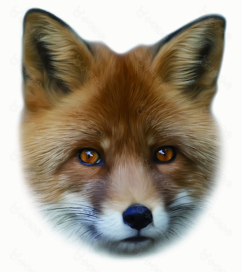 狐狸逼真动物绘画矢量