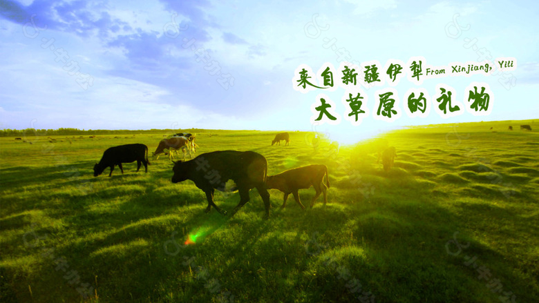 草原牛肉海报