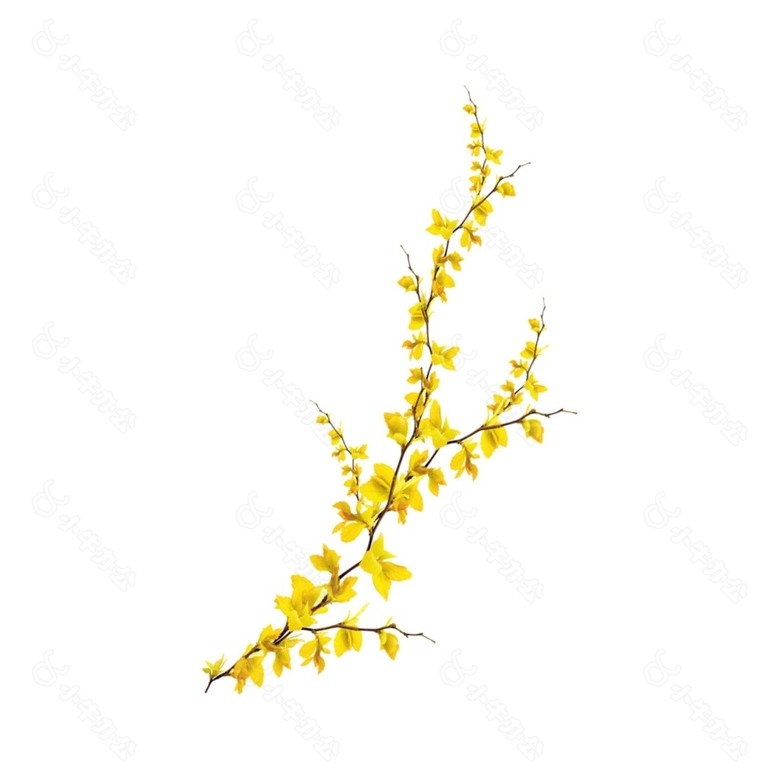 黄色迎春花元素