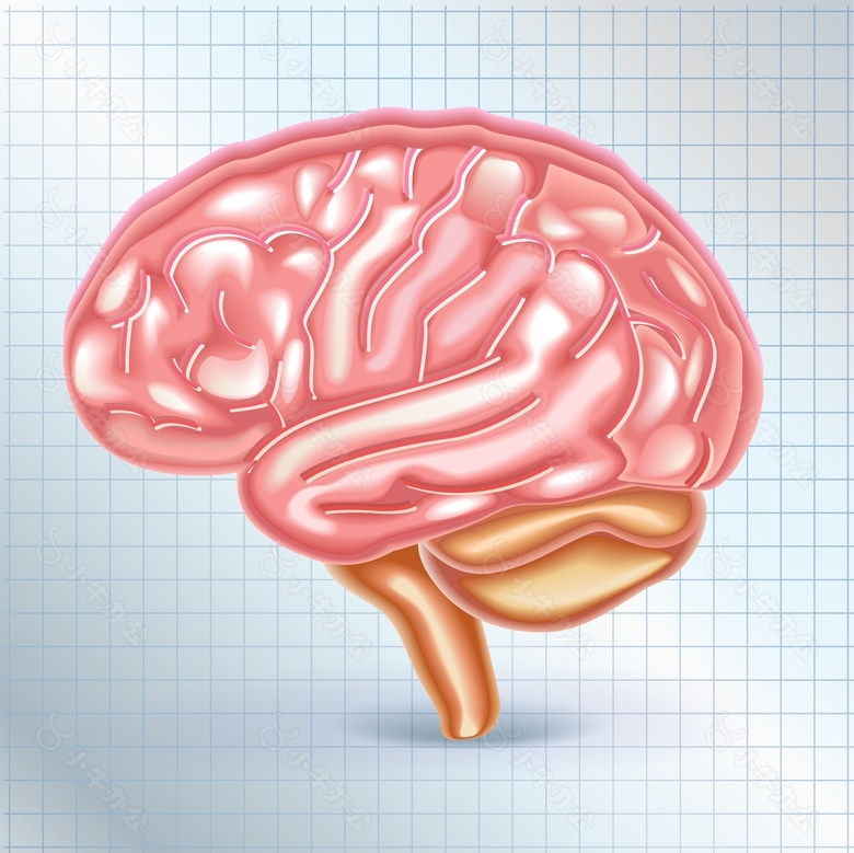 大脑结构矢量图