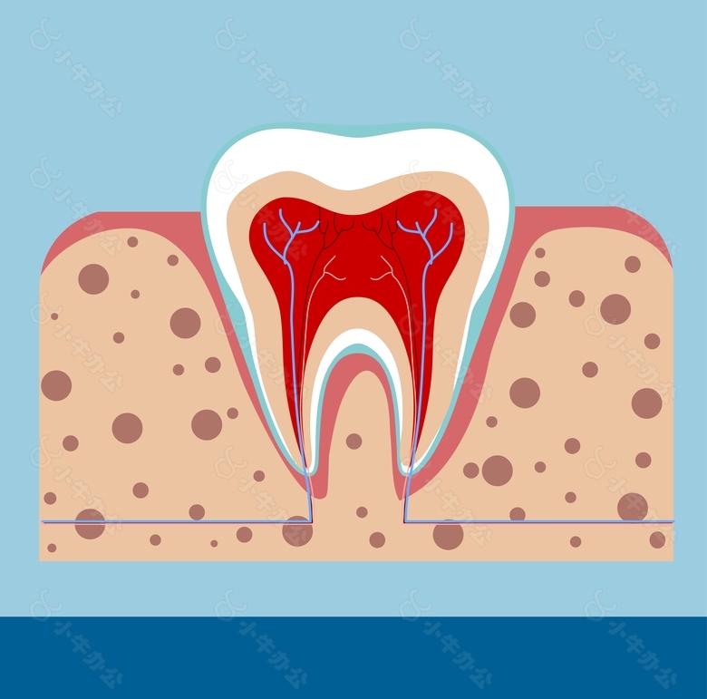 牙齿结构矢量背景