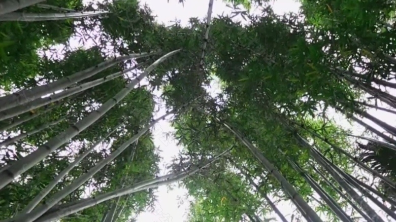 自然竹林风景实拍视频