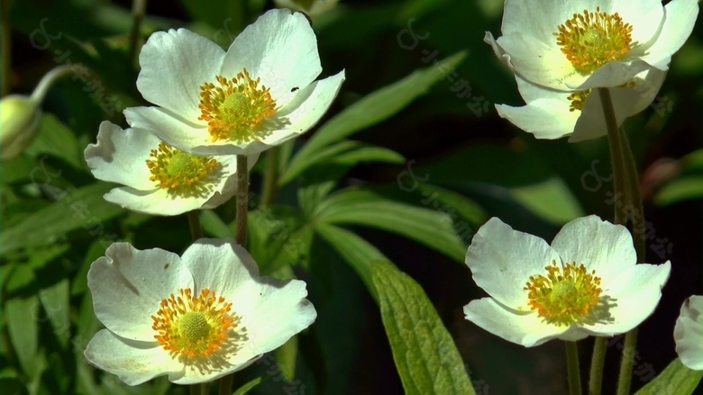 实拍郁金香花卉视频