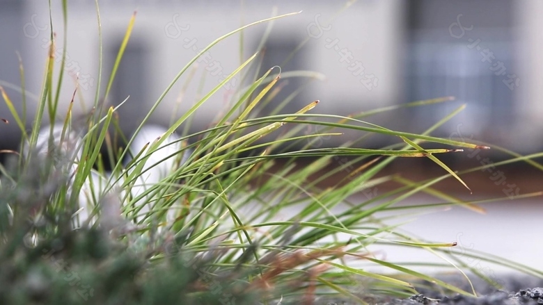 实拍植物小草视频