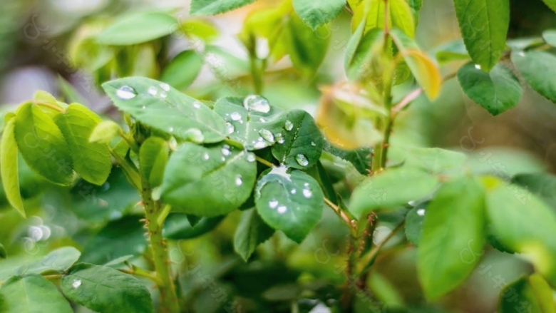 树枝水滴视频素材