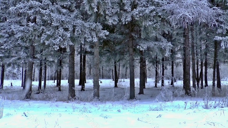 雪景树木视频素材