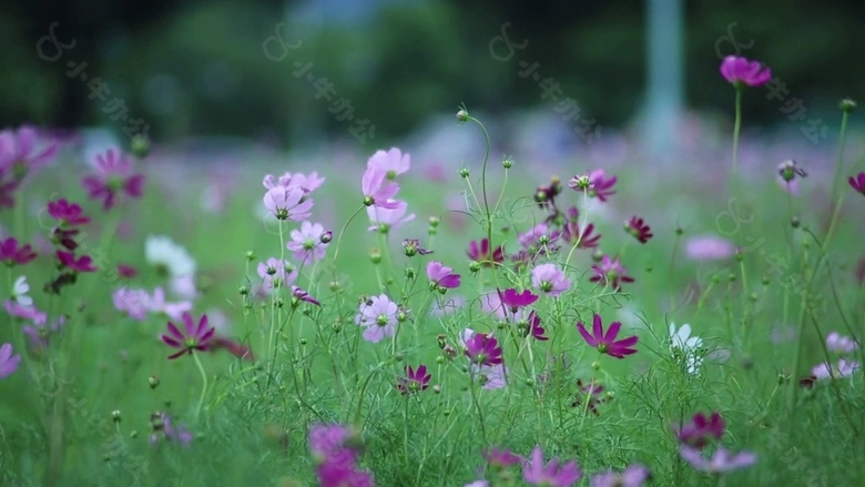 百花齐放视频素材