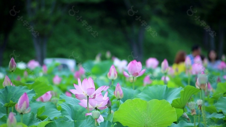 池塘荷花视频素材