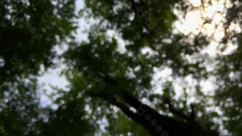 植物叶子天空视频背景