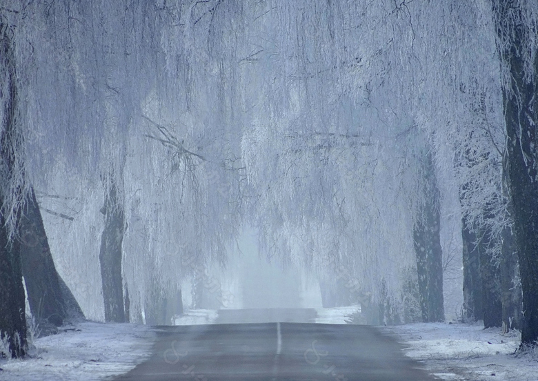 夜晚灰暗森林小路背景