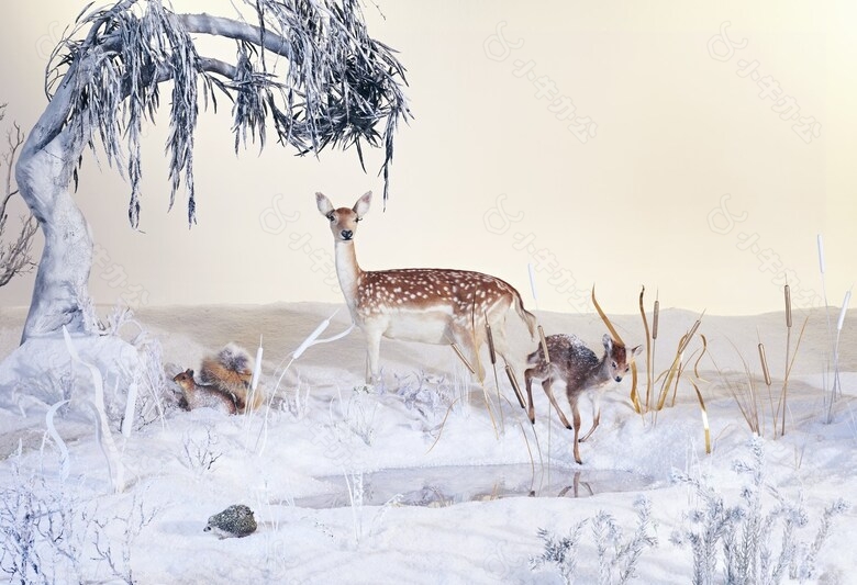 冬季大雪麋鹿觅食背景