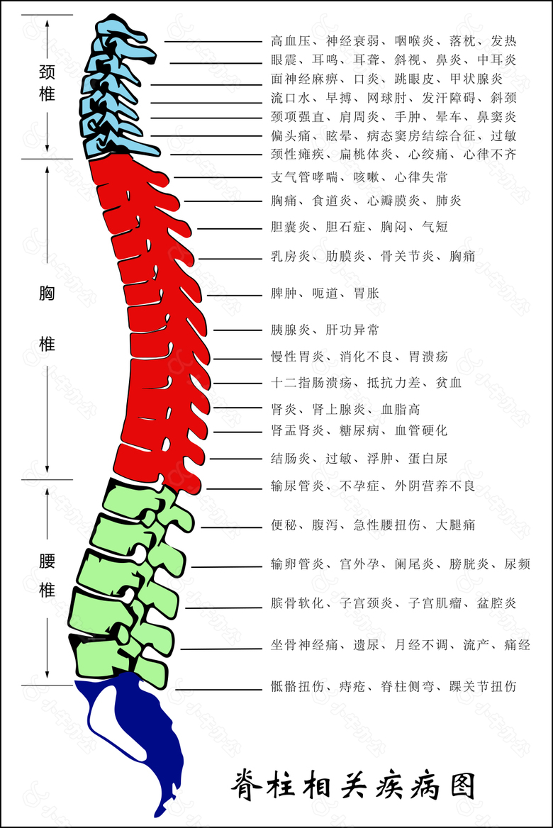 脊柱相关疾病图