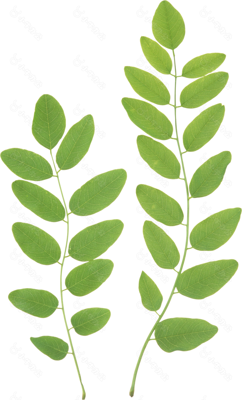 两串绿叶免抠png透明图层素材