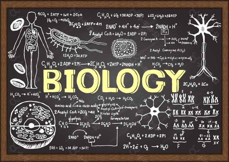 生物学黑板涂鸦简笔画矢量素材