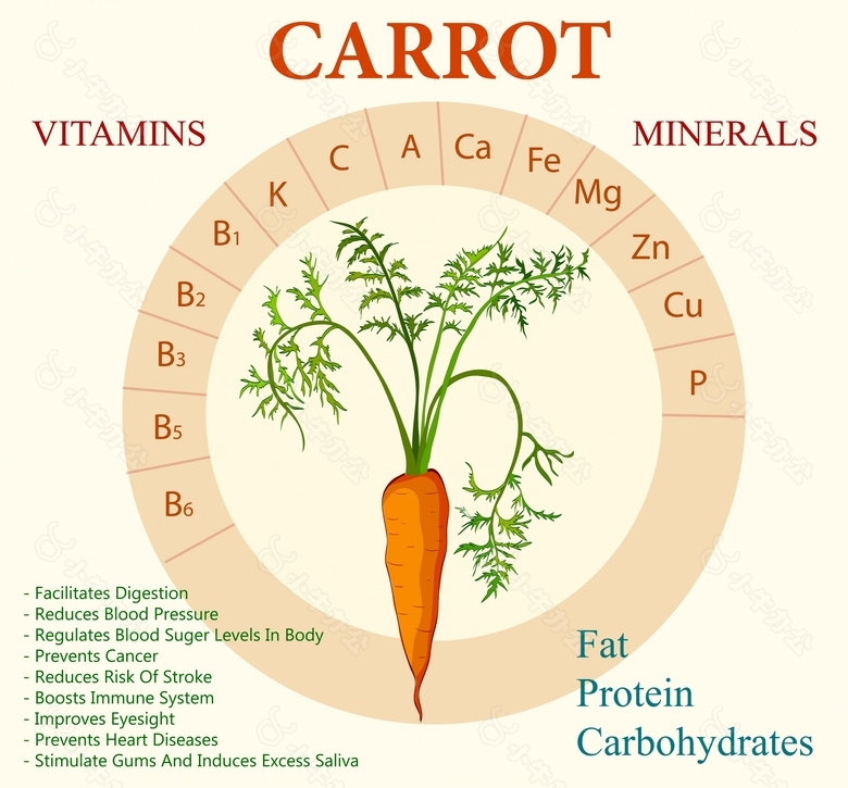 胡萝卜矢量素材