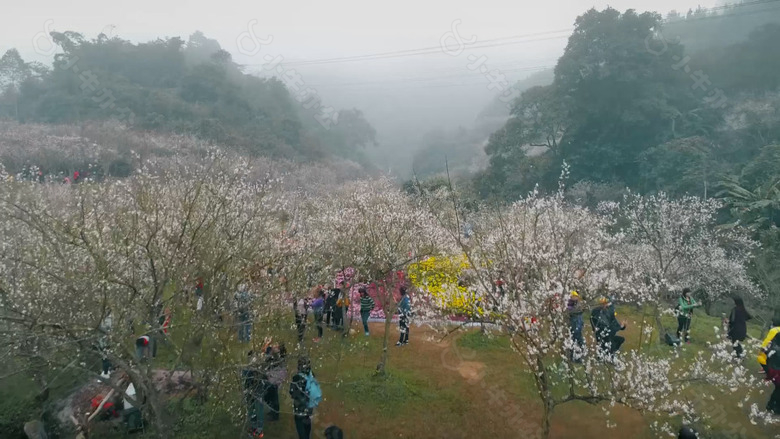 梅花节航拍