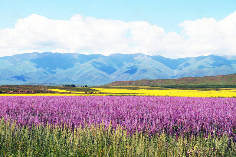 3D油菜花高山白云背景墙