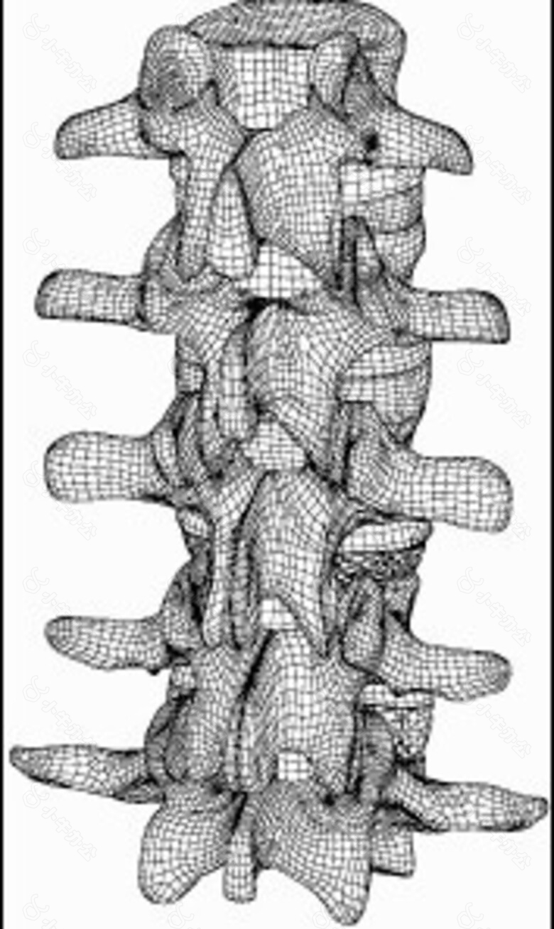 动画立体脊椎设计模型素材