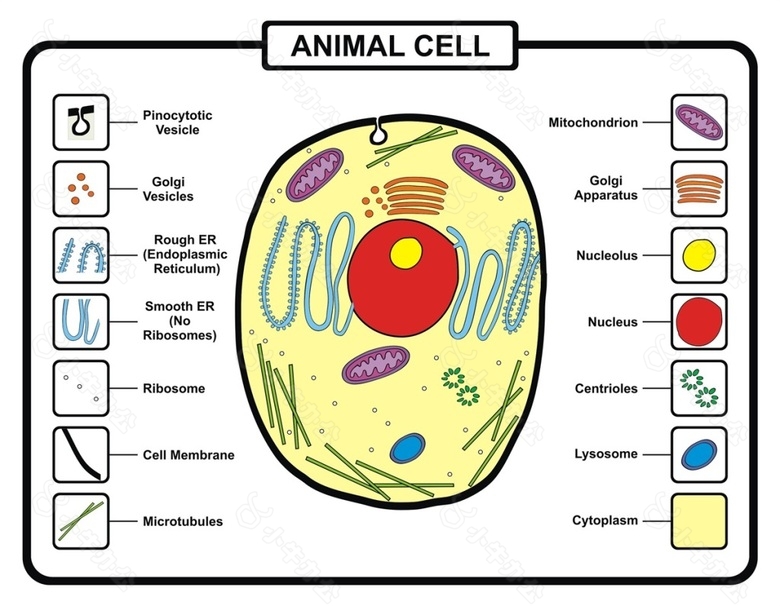 动物细胞结构矢量素材