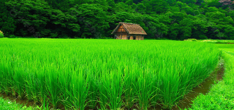 绿色稻田风景banner背景