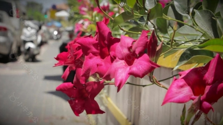 花朵花卉元素特写视频素材