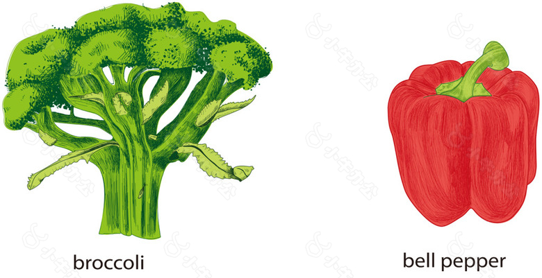 水彩辣椒与西蓝花矢量手绘蔬菜