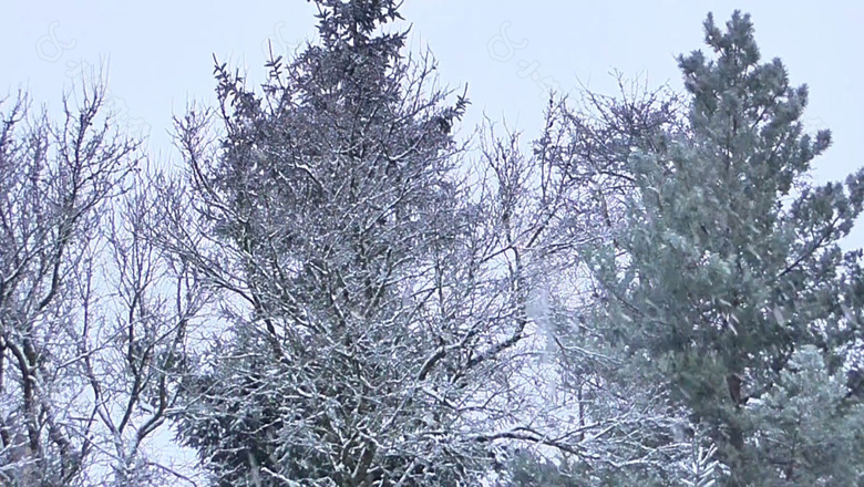 冬季白雪覆盖的树枝视频实拍素材