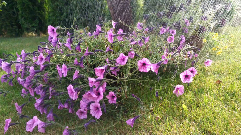 实拍狂风暴雨下坚强盛开的花丛视频