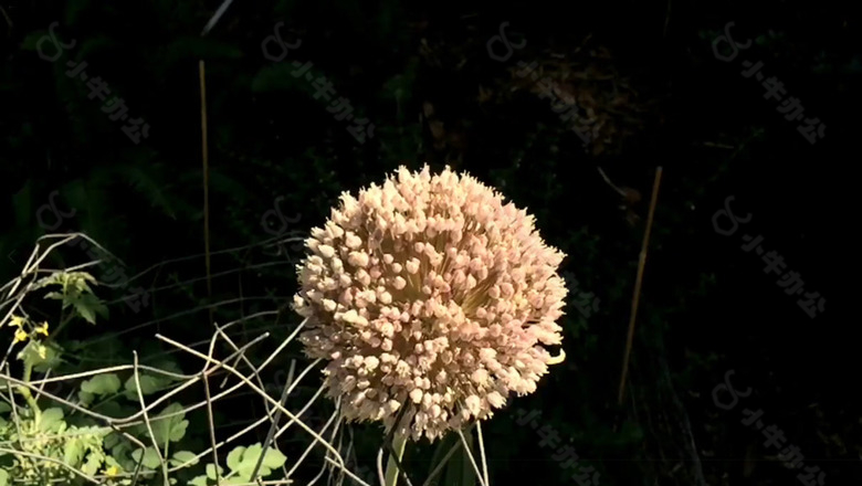 挥动翅膀慢慢飞舞到花球上的蜜蜂视频