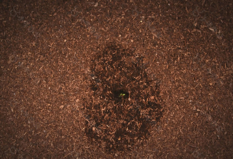 植物生长发芽视频素材