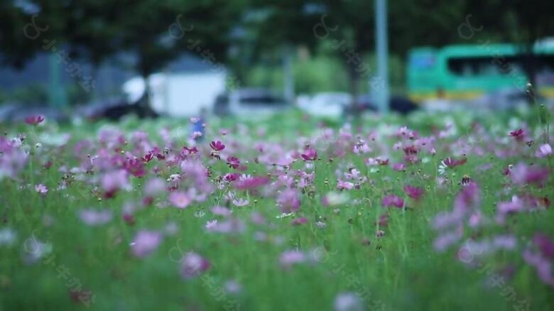 实拍城市街道旁微微晃动的小花视频素材