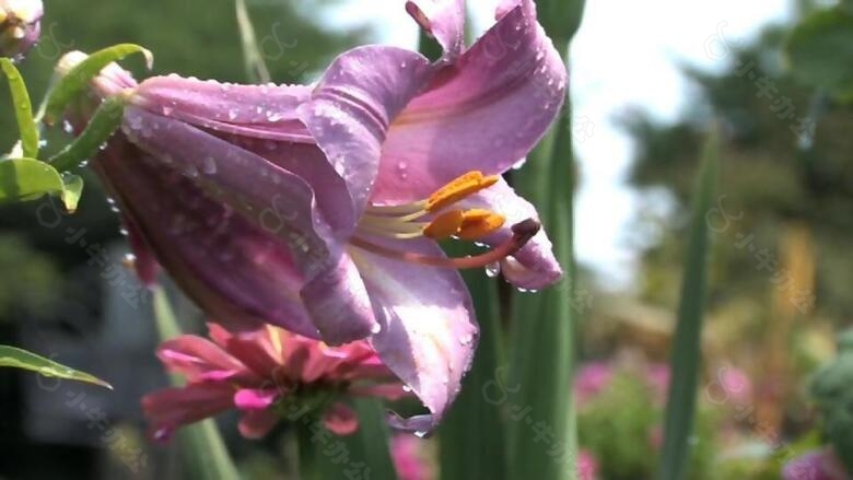 粉色鲜花绽放开花视频素材